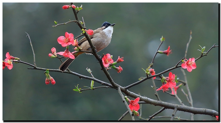 春來到花鳥圖