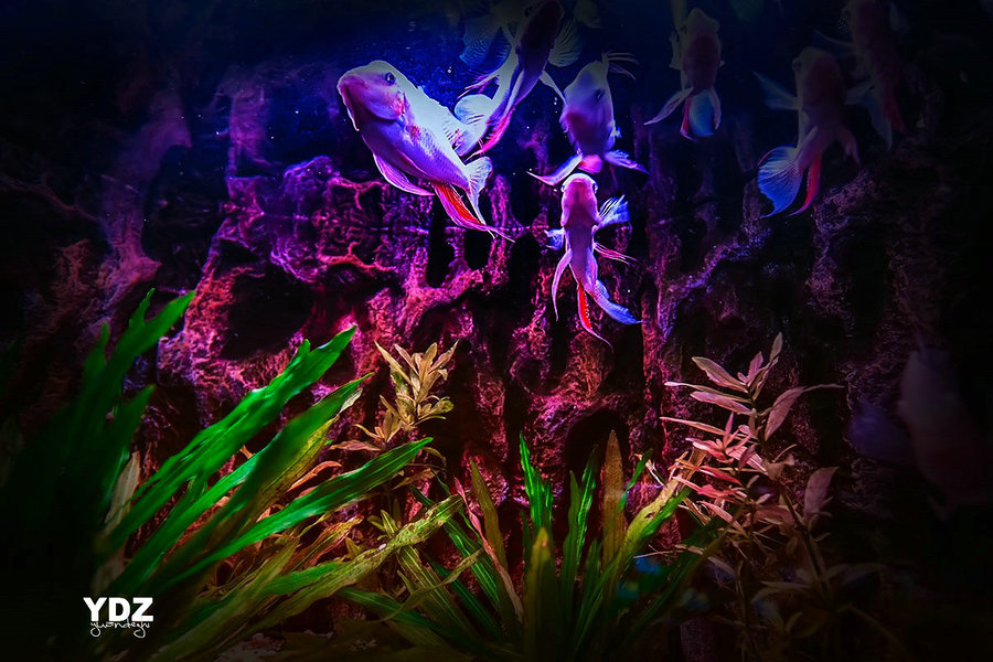 Ӱ1