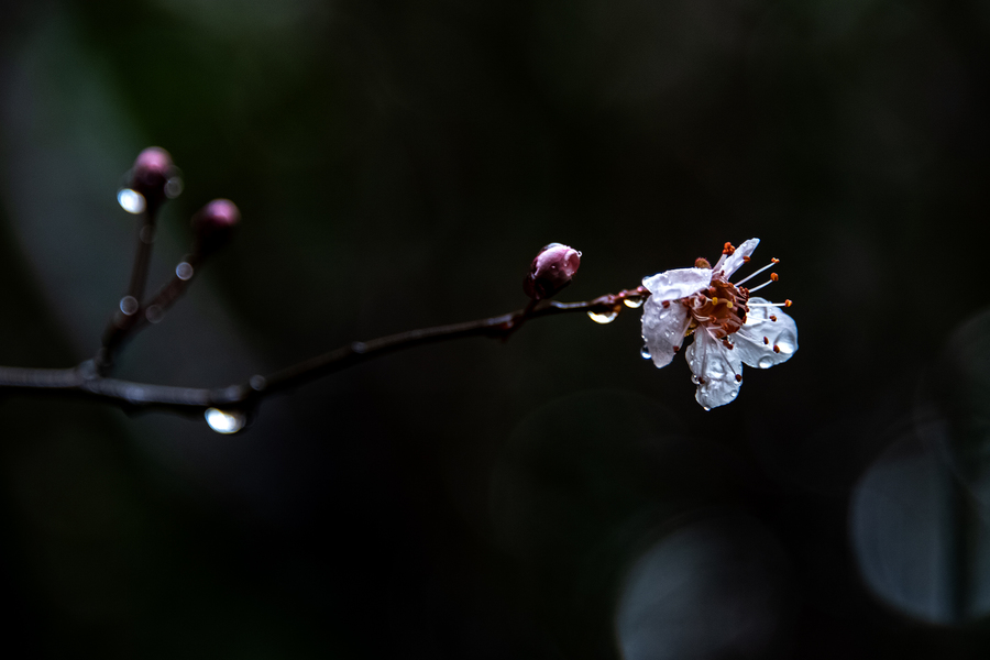 黑色背景雨露花朵图片图片