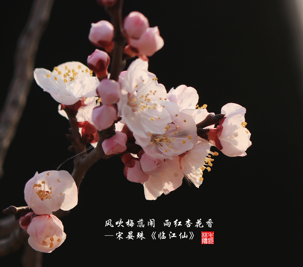 【雨红杏花香摄影图片】生态摄影_太平洋电脑网摄影部落