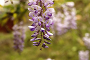 生态花卉:紫藤花开