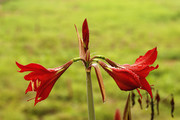生态花卉:朱顶红雨中更鲜艳