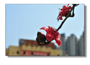 广州市花--红棉！