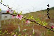 安化云台山风景区多了一片桃林