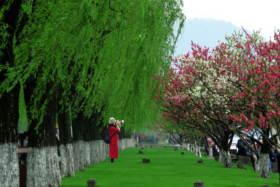 杭州绿野春天图片