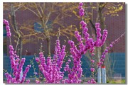 满条红艳的紫荆树