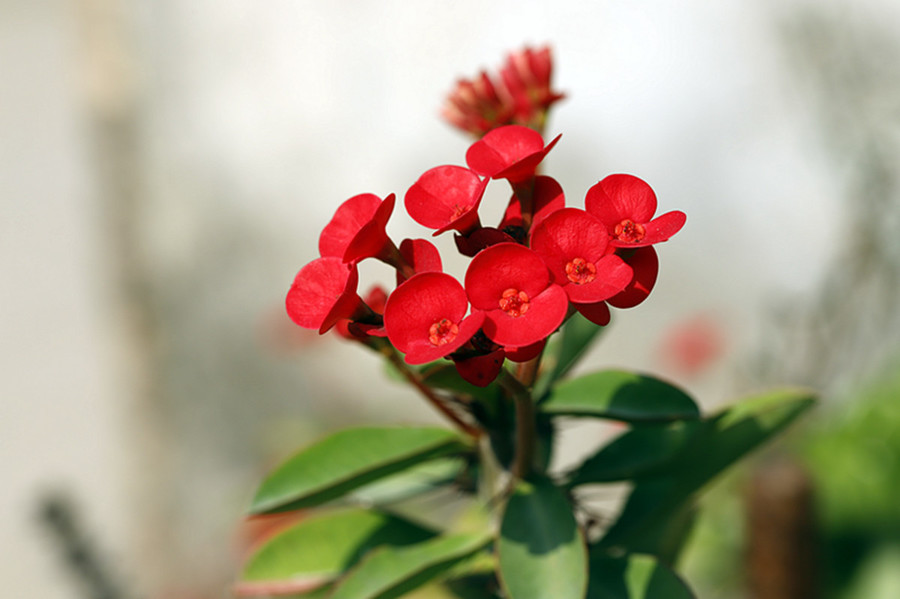 生态花卉:春光红艳铁海棠