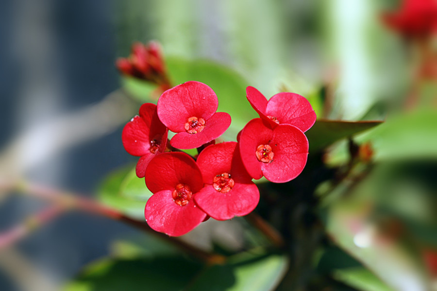 生态花卉:春光红艳铁海棠