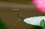 荷花蜻蜓