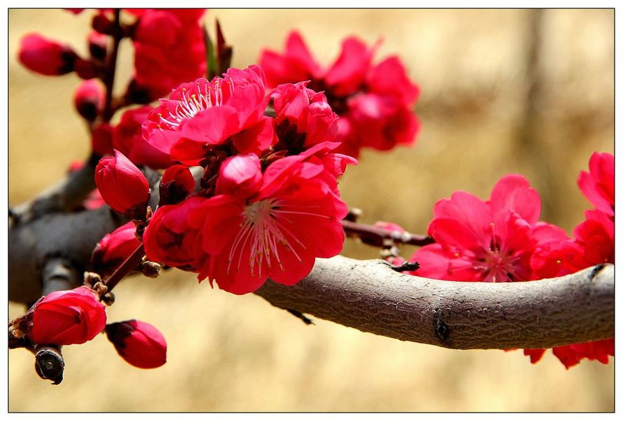 红梅和红叶碧桃图片