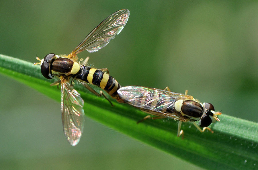 斑翅狭口食蚜蝇图片