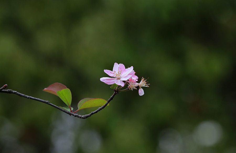 海棠花