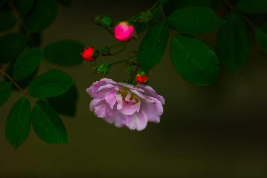 冬蔷薇图片图片