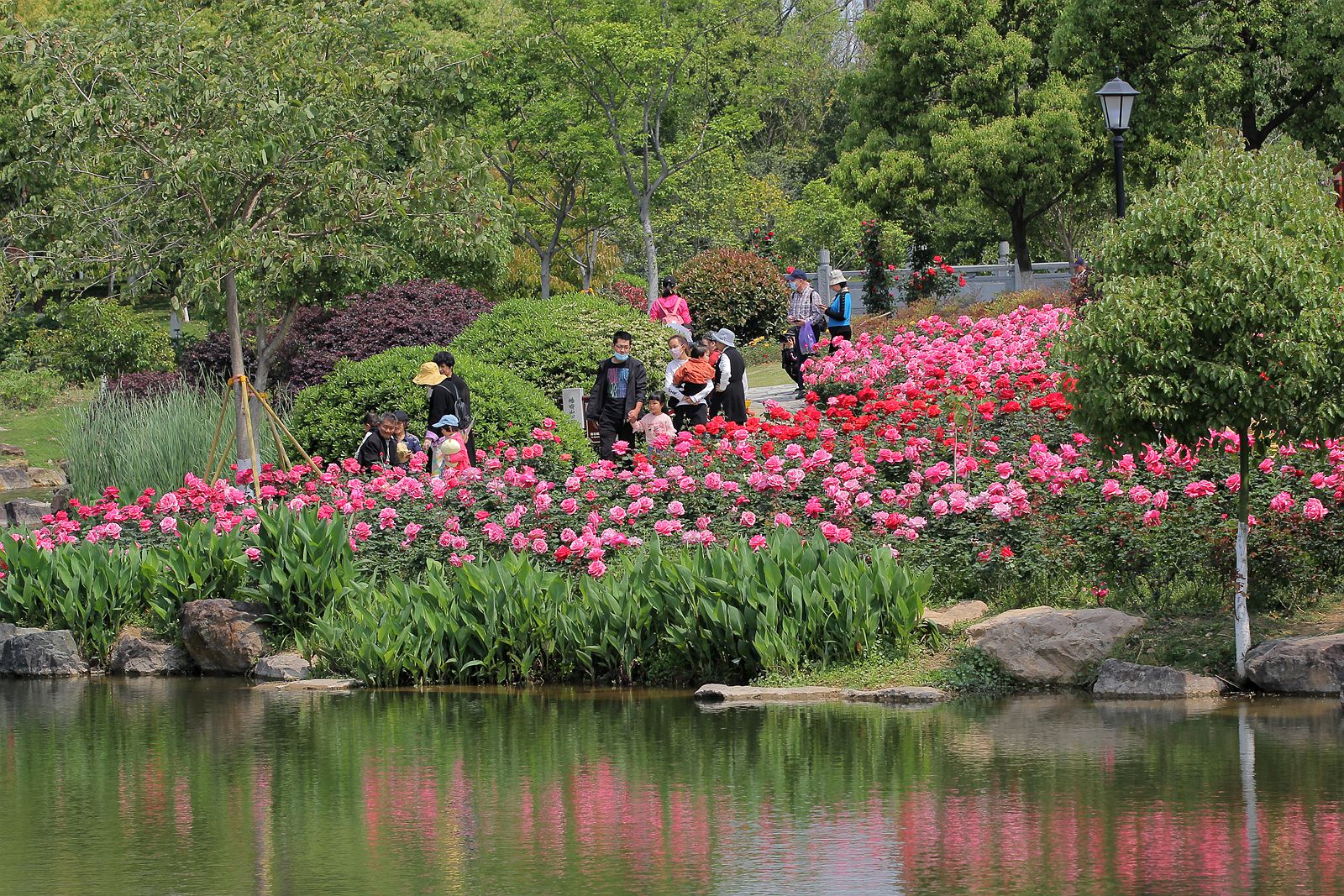 郑州月季公园内，满眼都是花景，到处都是春色 - 河南一百度