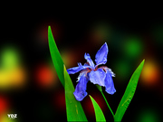 光影花卉 (4)