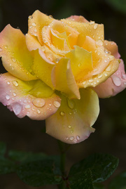 雨后月季花