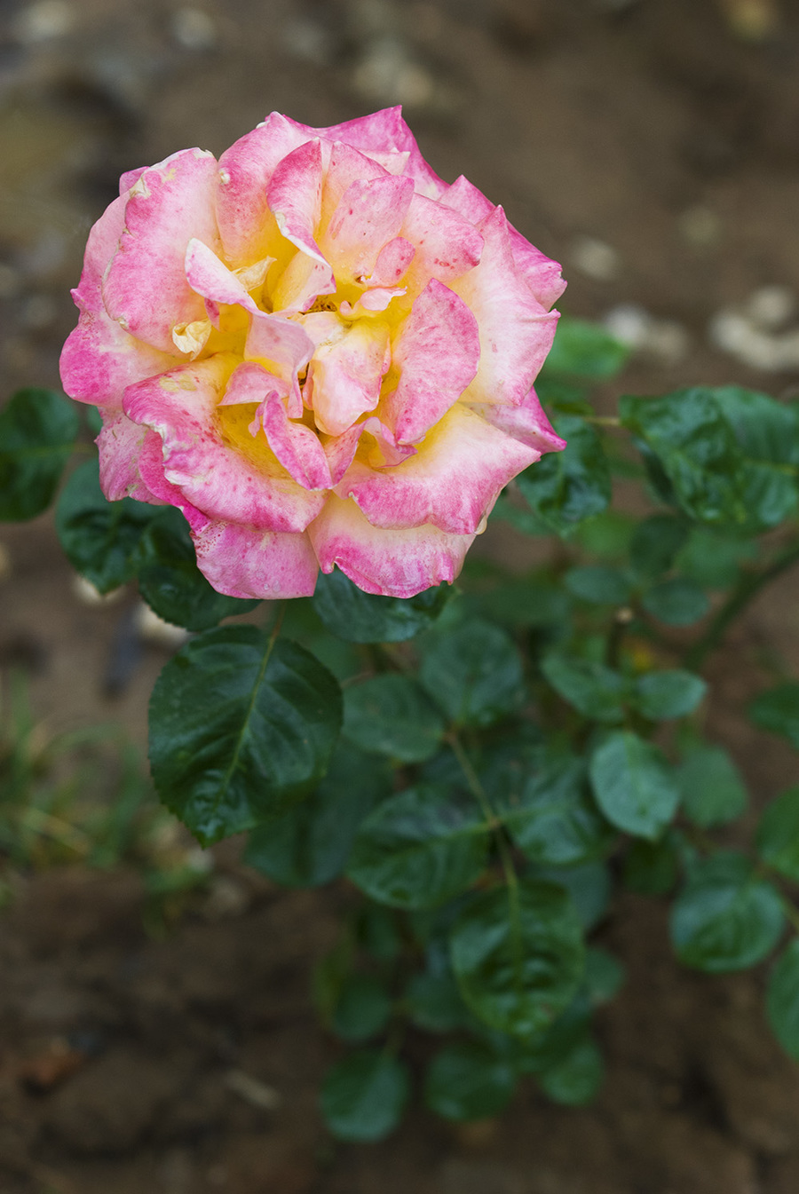 雨后月季花