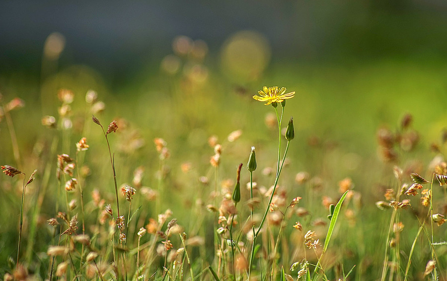 青青芳草地