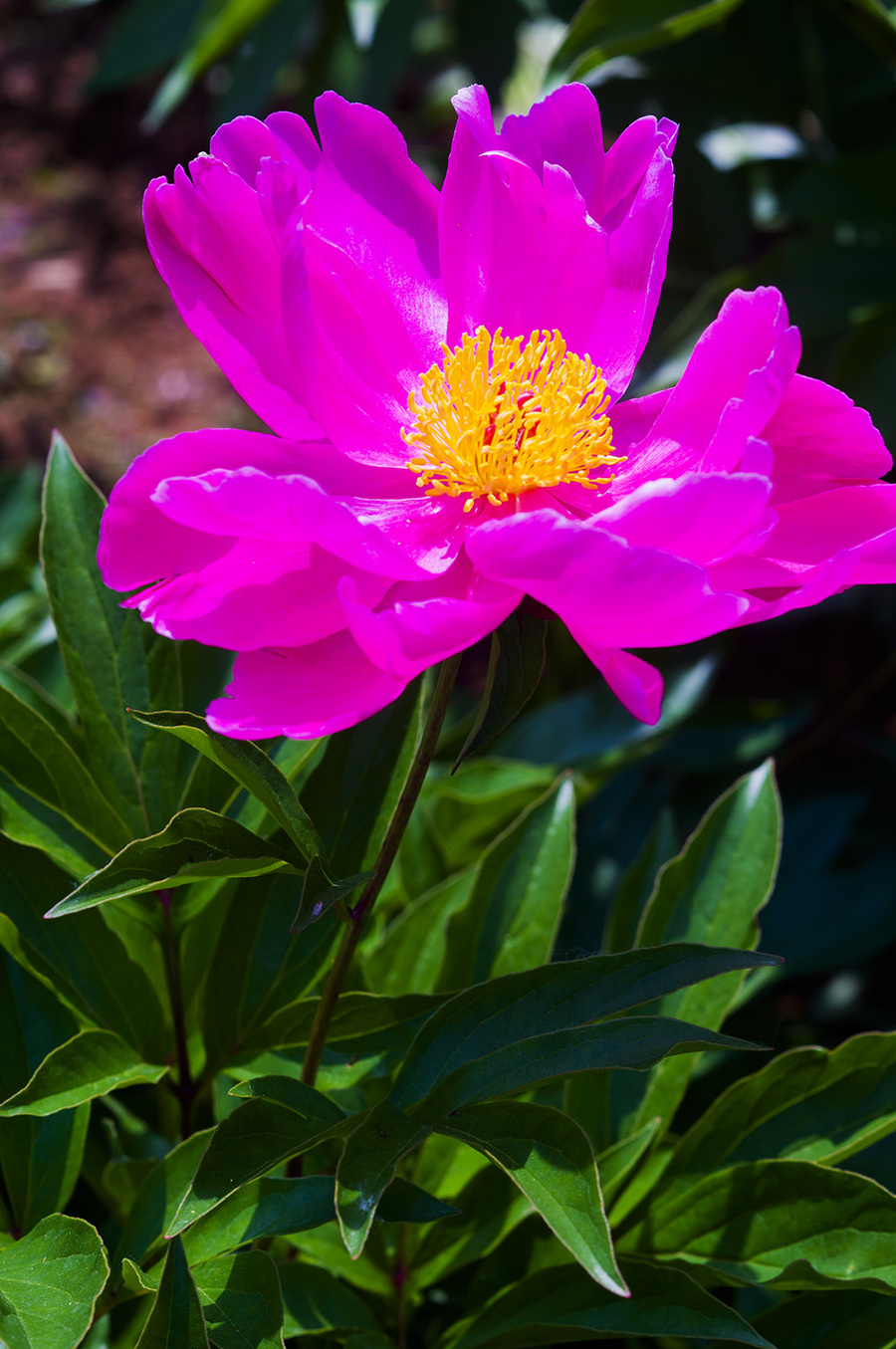 芍药图片大全大图(芍药图片大全大图 叶片)