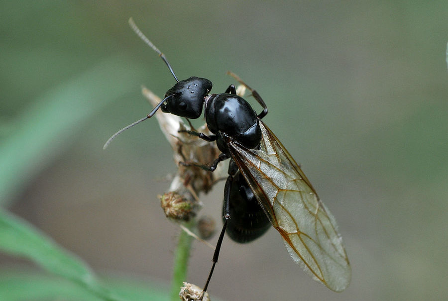 黑蚂蚁的样子图片