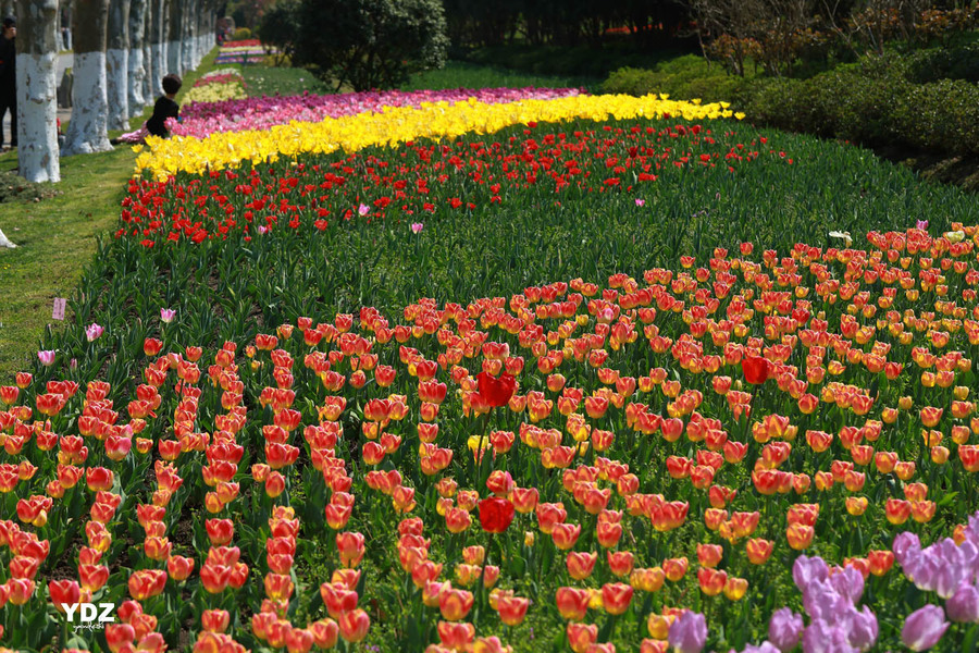 鮮花盛開的公園12