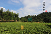 云台山的美吾心向往之云最美台山风景区