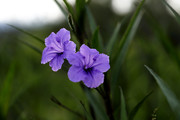 夏日蓝花草花开