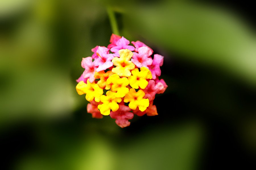 生态微距:夏日五色花