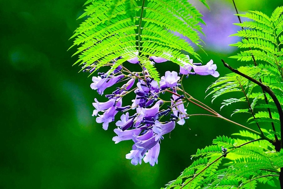 【【七月天】蓝花楹花盛开摄影图片】生态摄影