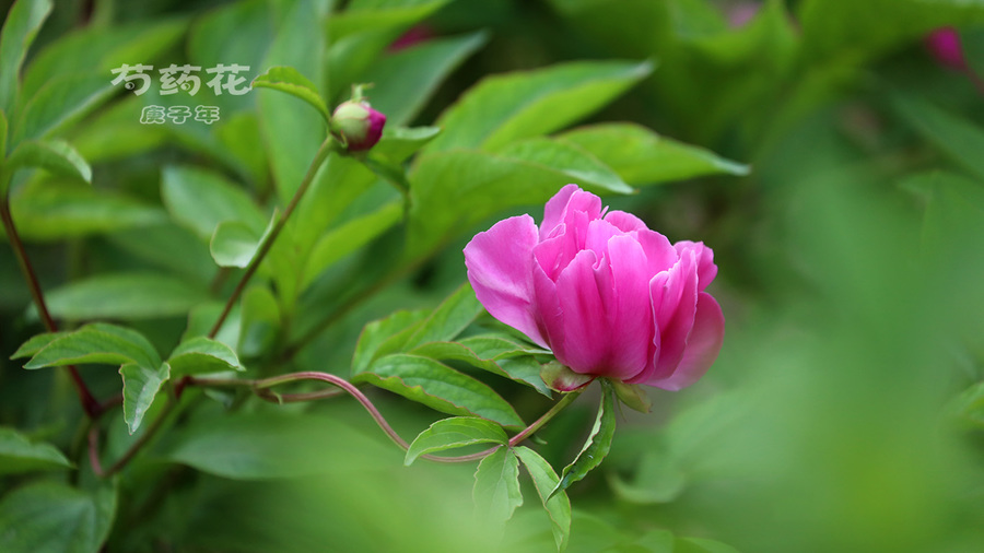 芍藥花庚子年6