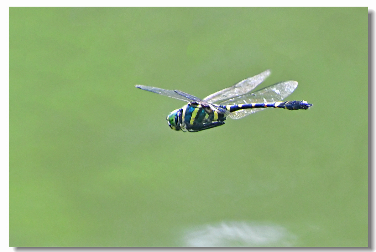 【蜻蜓飞飞摄影图片】生态摄影_太平洋电脑网摄影部落