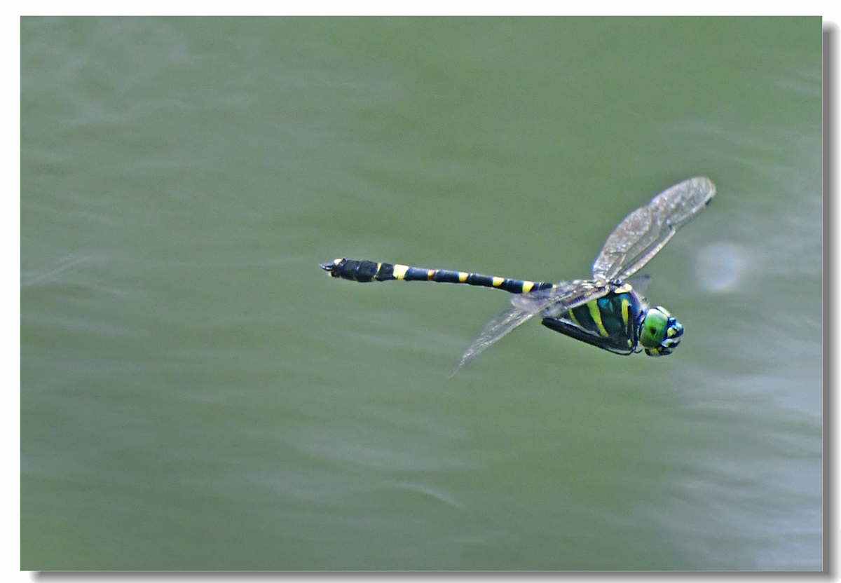 【蜻蜓飞飞摄影图片】生态摄影_太平洋电脑网摄影部落