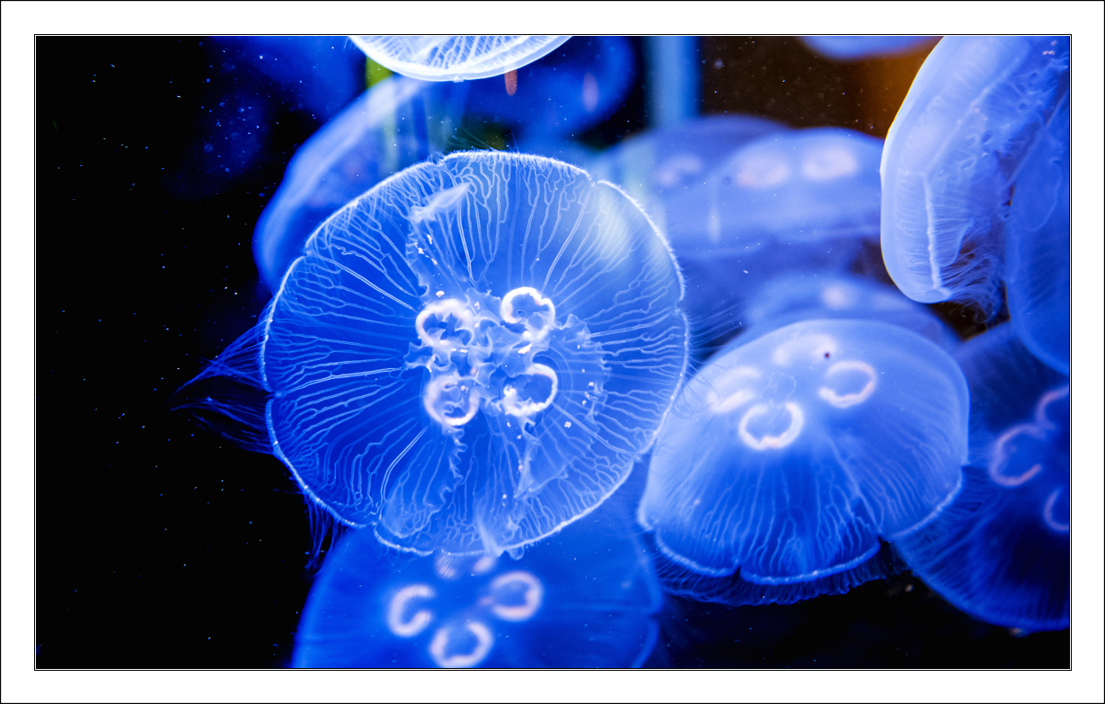 几只水母自由自在的遨游在深蓝色的海洋中身体上发着淡紫色的光