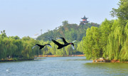 河北广平：人鸟和谐美家园