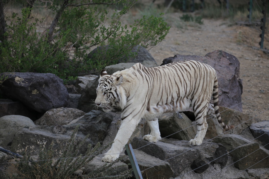 行攝天山野生動物園三