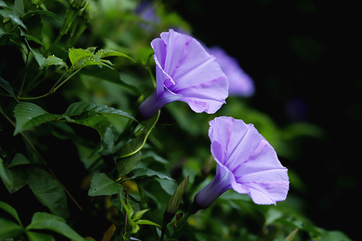 爬藤植物牵牛花(续)