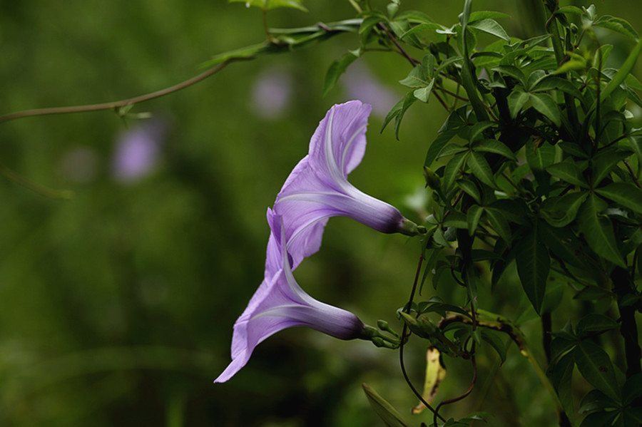 爬藤植物牵牛花(续)