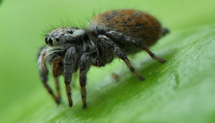 常见跳蛛品种图鉴图片