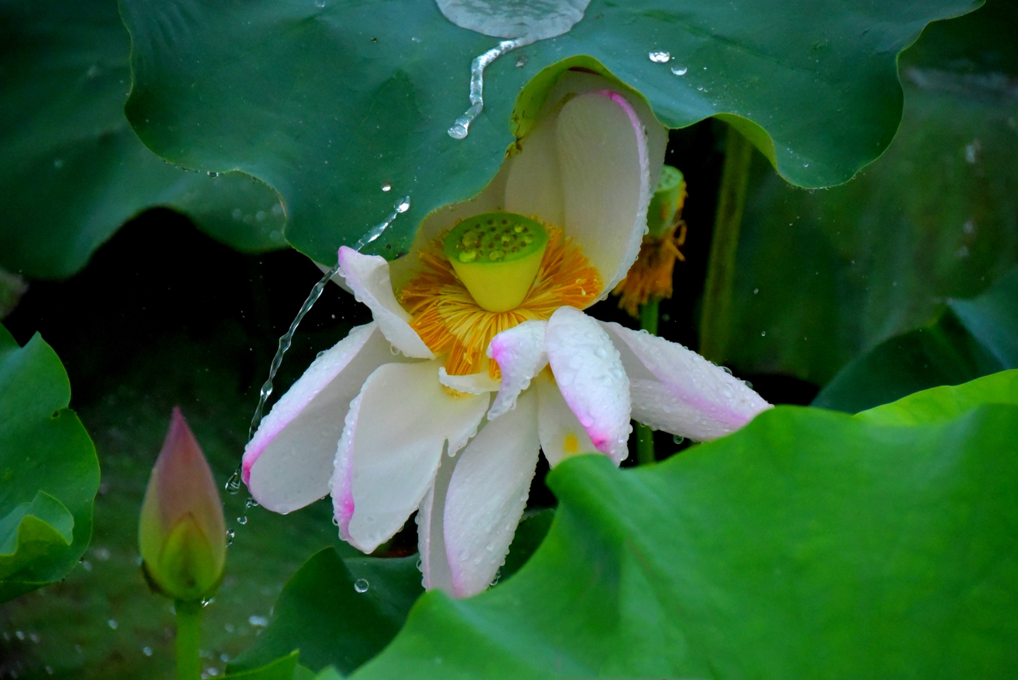 【荷塘飘着小雨摄影图片】荷塘生态摄影_太平洋电脑网摄影部落