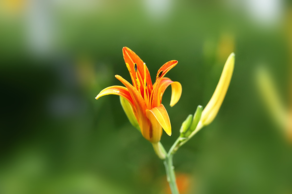 代表母爱的花(代表母爱的花是哪一种)