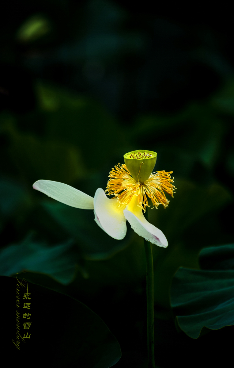 【雨後荷花攝影圖片】生態攝影_太平洋電腦網攝影部落