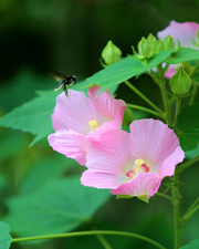 蜜蜂小哥采蜜忙