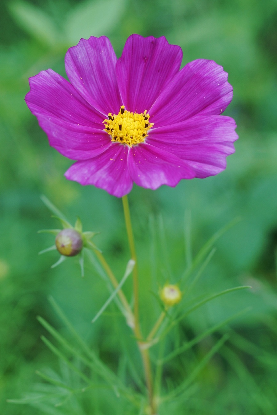 格桑花是什么花(格桑花是什么花语)