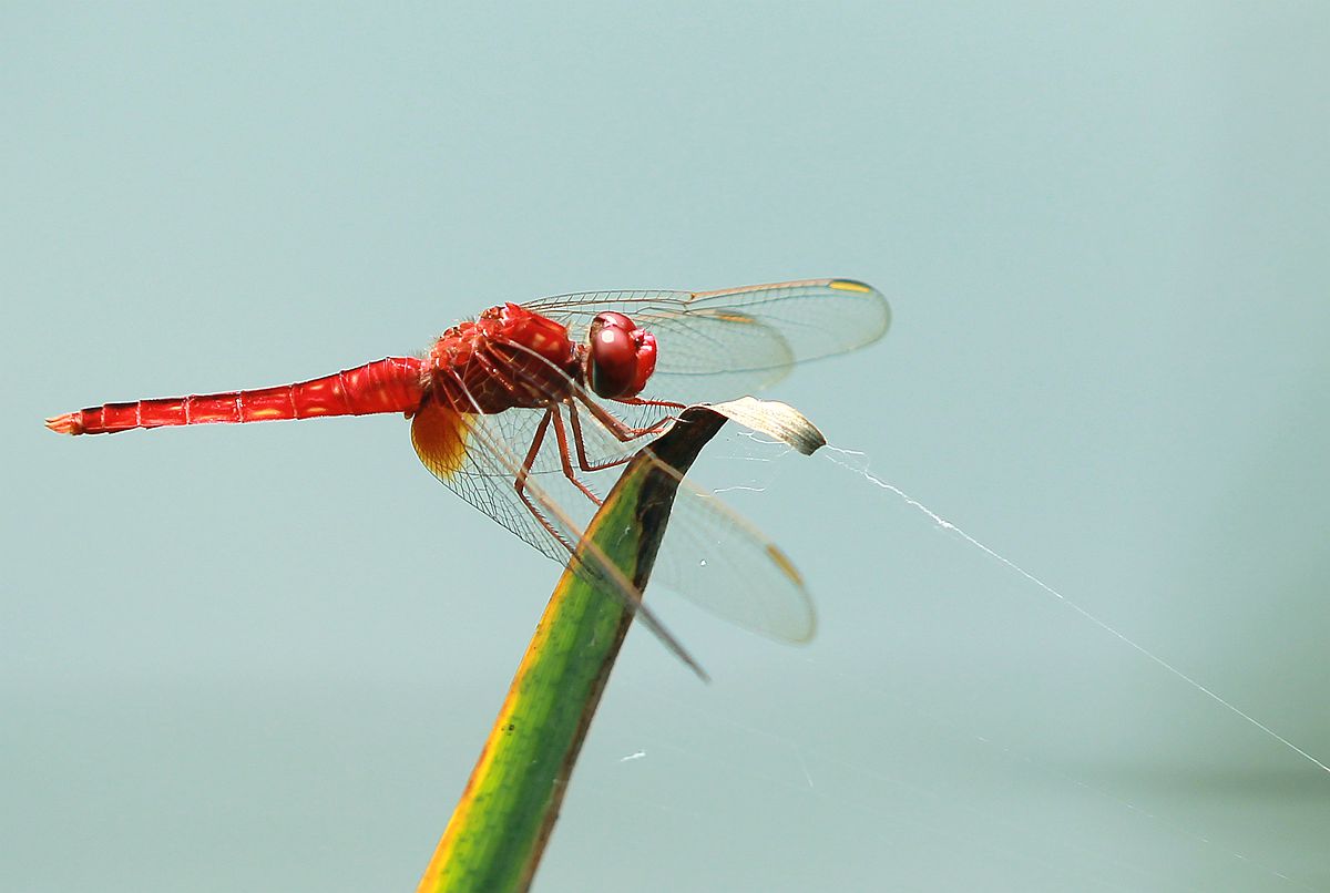 美丽的红蜻蜒-中关村在线摄影论坛