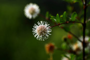 生态微距:秋日成熟的水团花