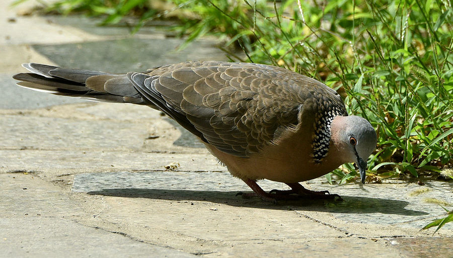 項珠斑鳩