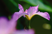 紫红鸢尾花