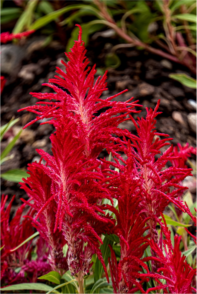 美在金秋凤尾鸡冠