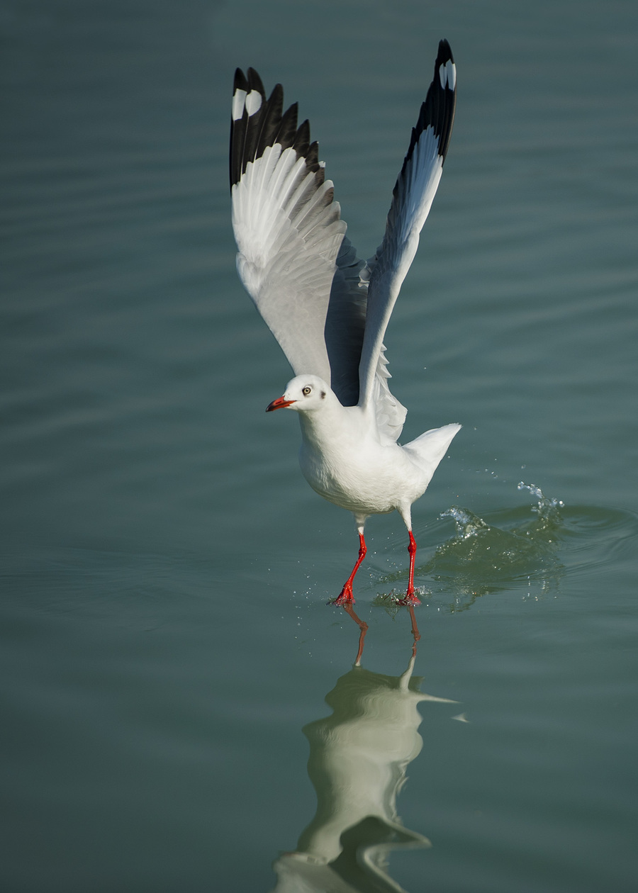 渤公岛红嘴鸥图片