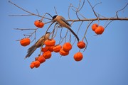 喜鹊登枝柿柿红（拍摄于2020.11.15日河北广平）